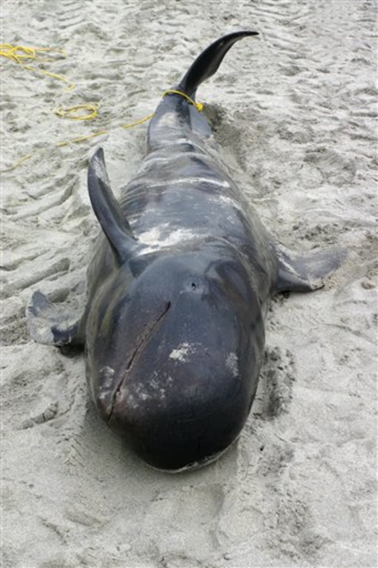 This 740-pound pilot whale died shortly after washing up on a beach in Allenhurst N.J. 